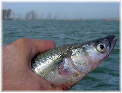 Excursiones de pesca